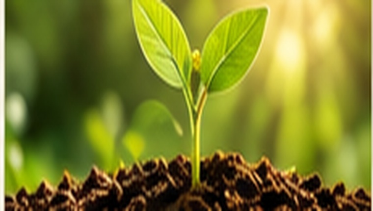 Young plant growing in soil